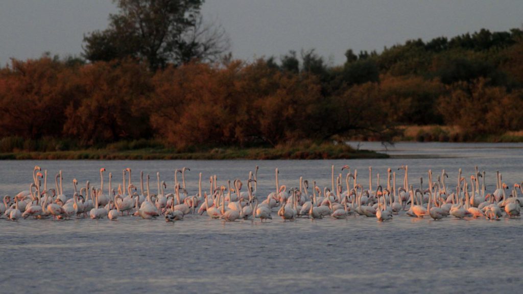 Flamingos im Naturpark Reserva Naturale Regionale Foce Dell'Isonzo