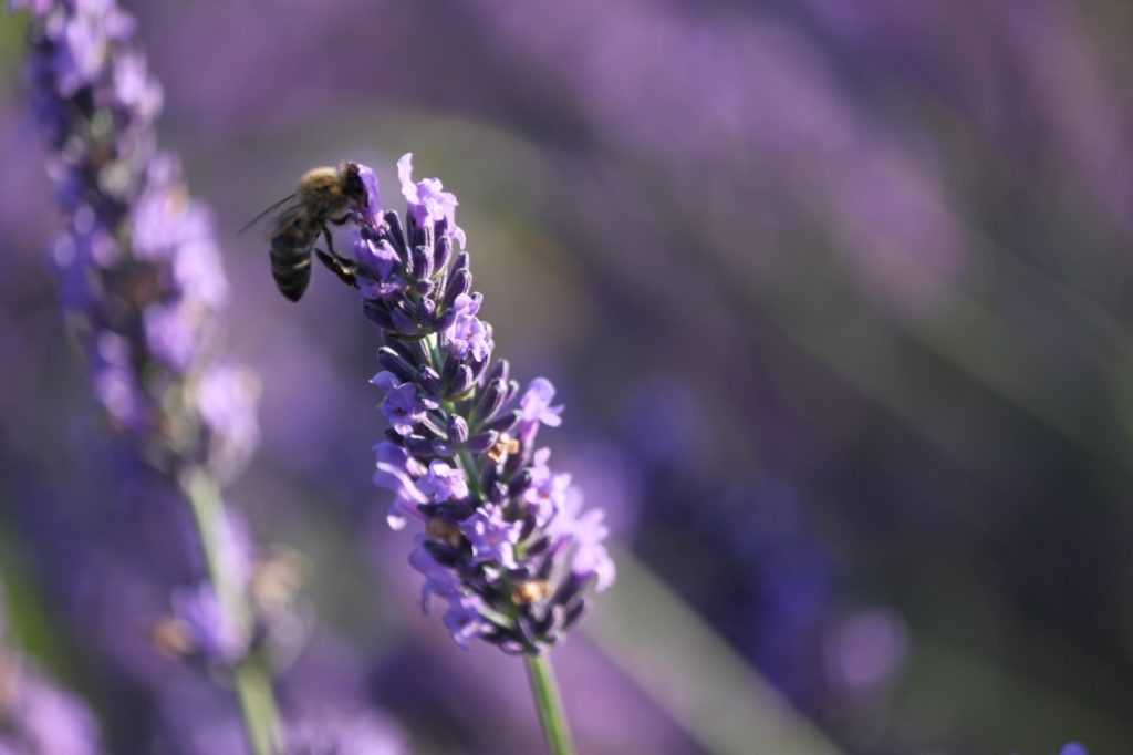 Lavendel aus dem Pays Diois