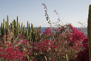 Botanik Gran Canaria