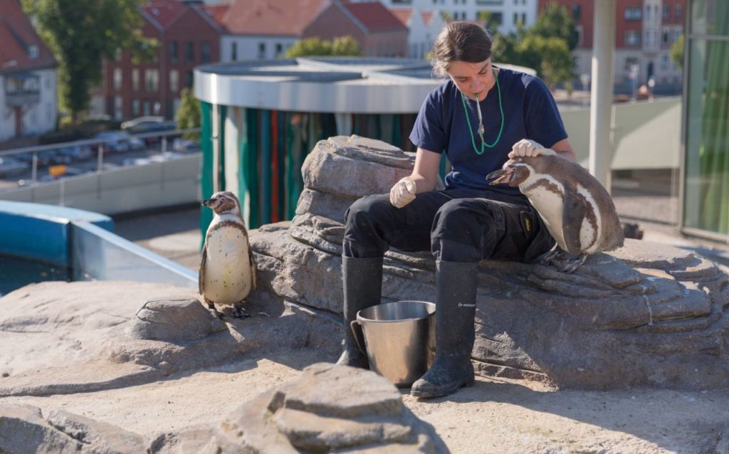 Hörvermögen von Pinguinen Ozeaneum