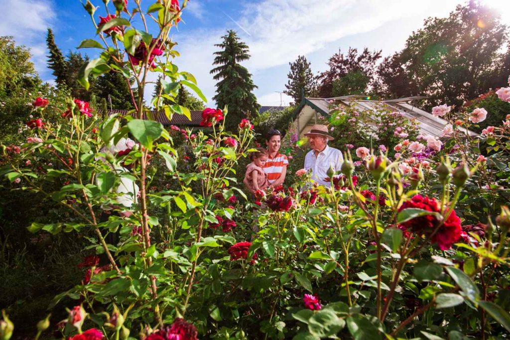 Privater Rosengarten Familie Auer Gaienhofen