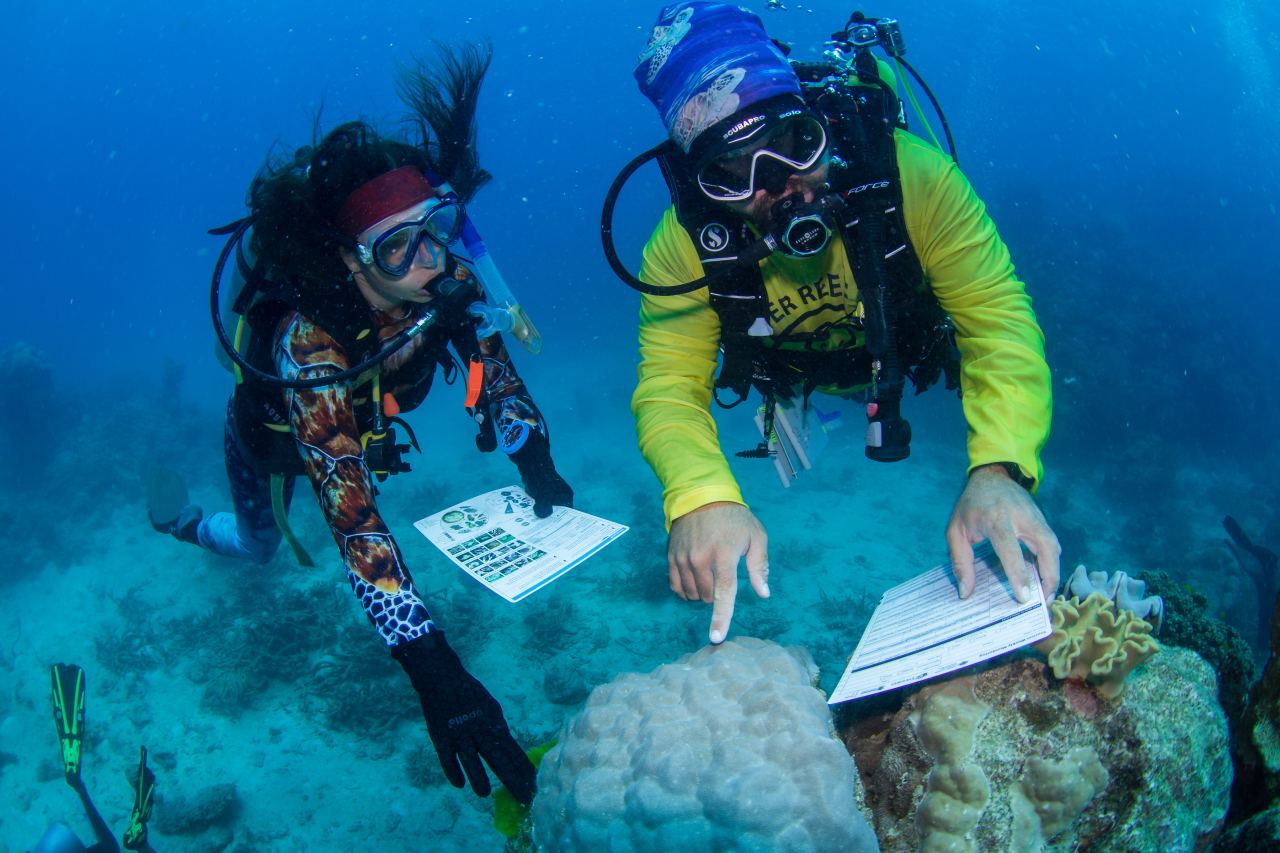 Hobby-Taucher unterstützen Meeresbiologen am Reef Barrier Great