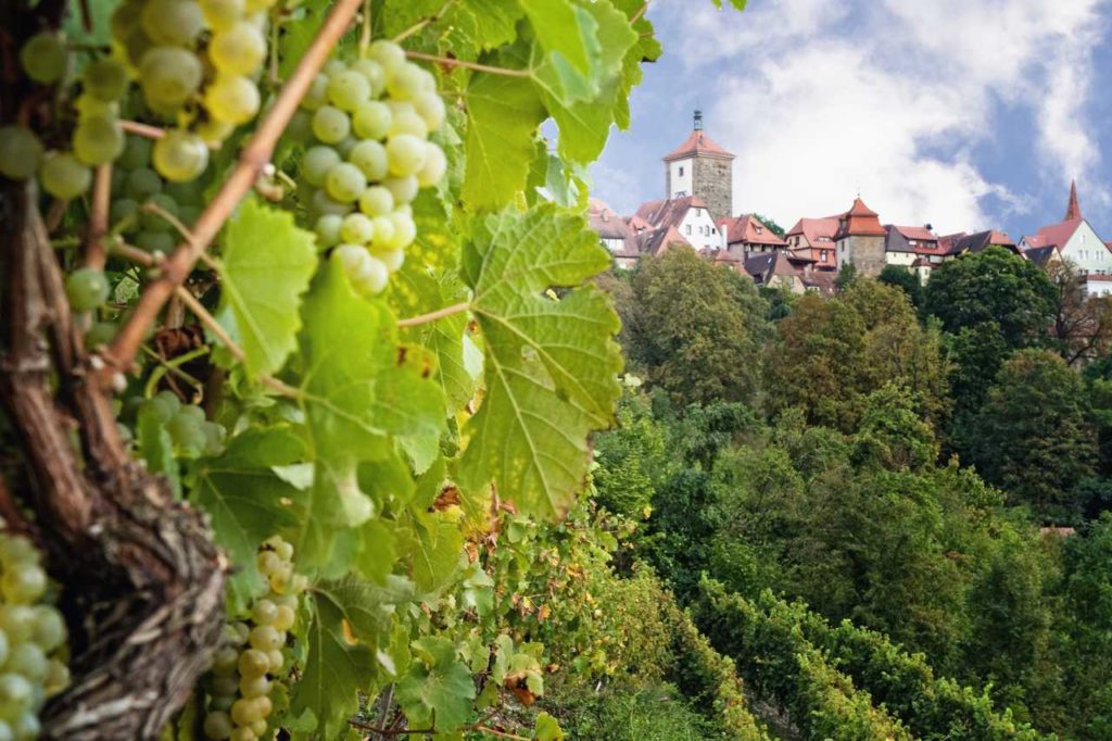 Weinberg in Rothenburg ob der Tauber