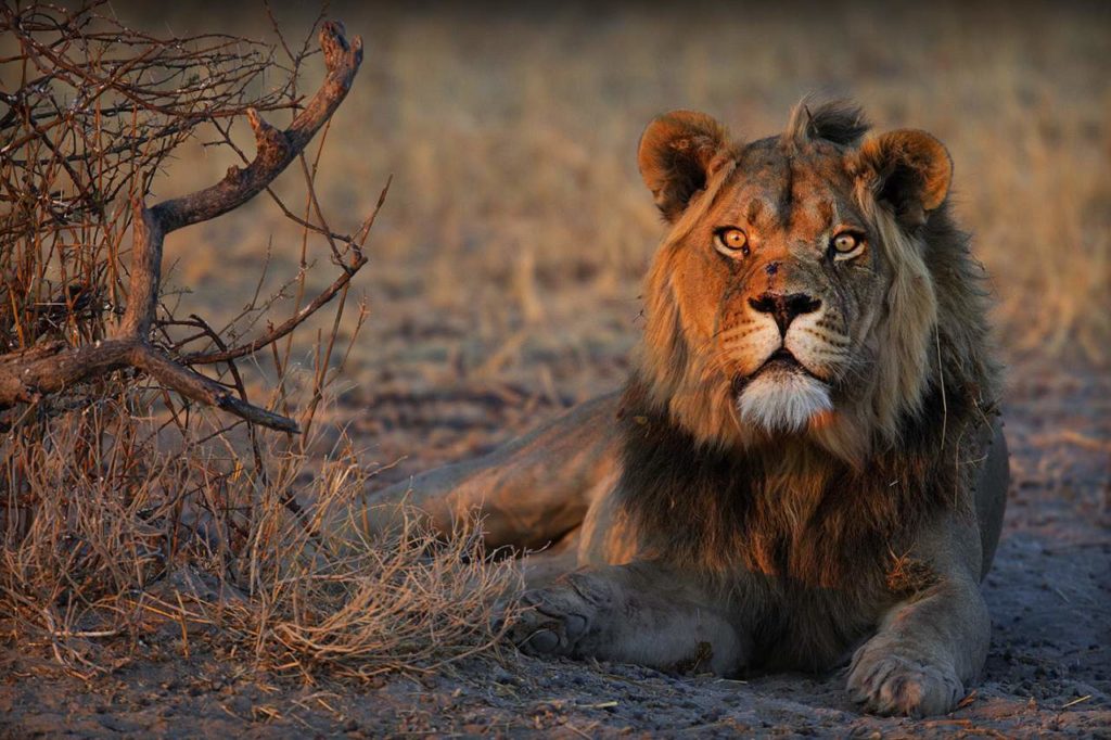 Löwen Schutzprojekt Botswana Save Lions