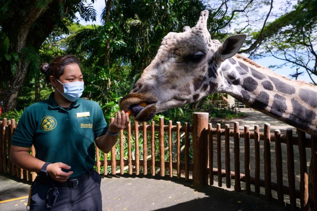 Giraffe Fütterung Singapore Zoo