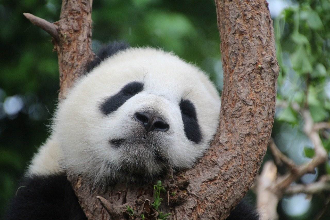 Schlafender Panda China