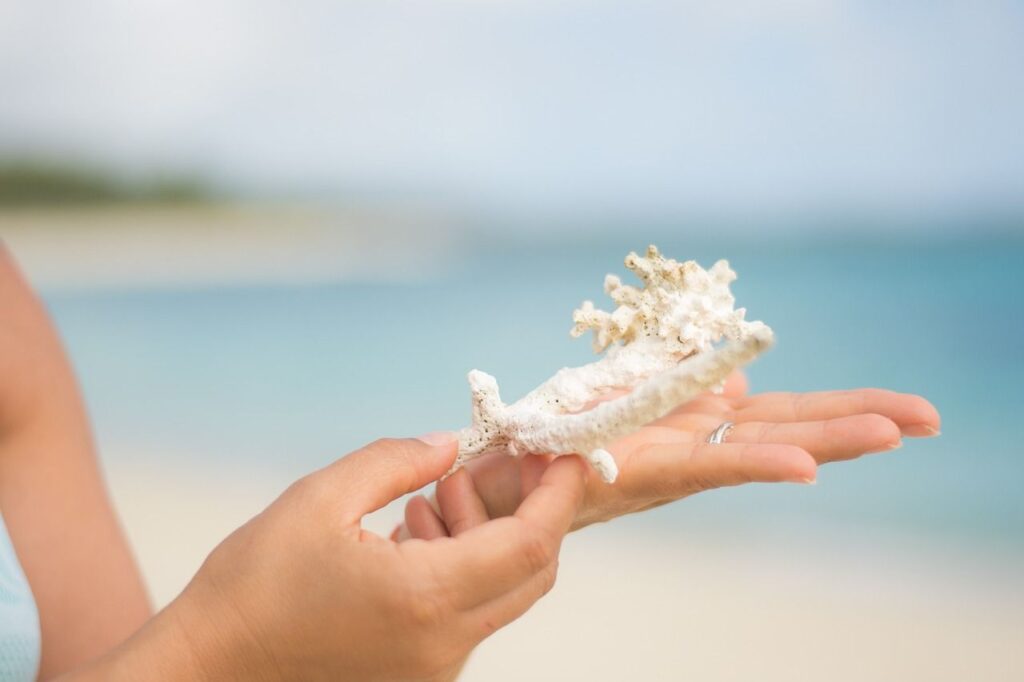 Koralle am Strand von Mauritius