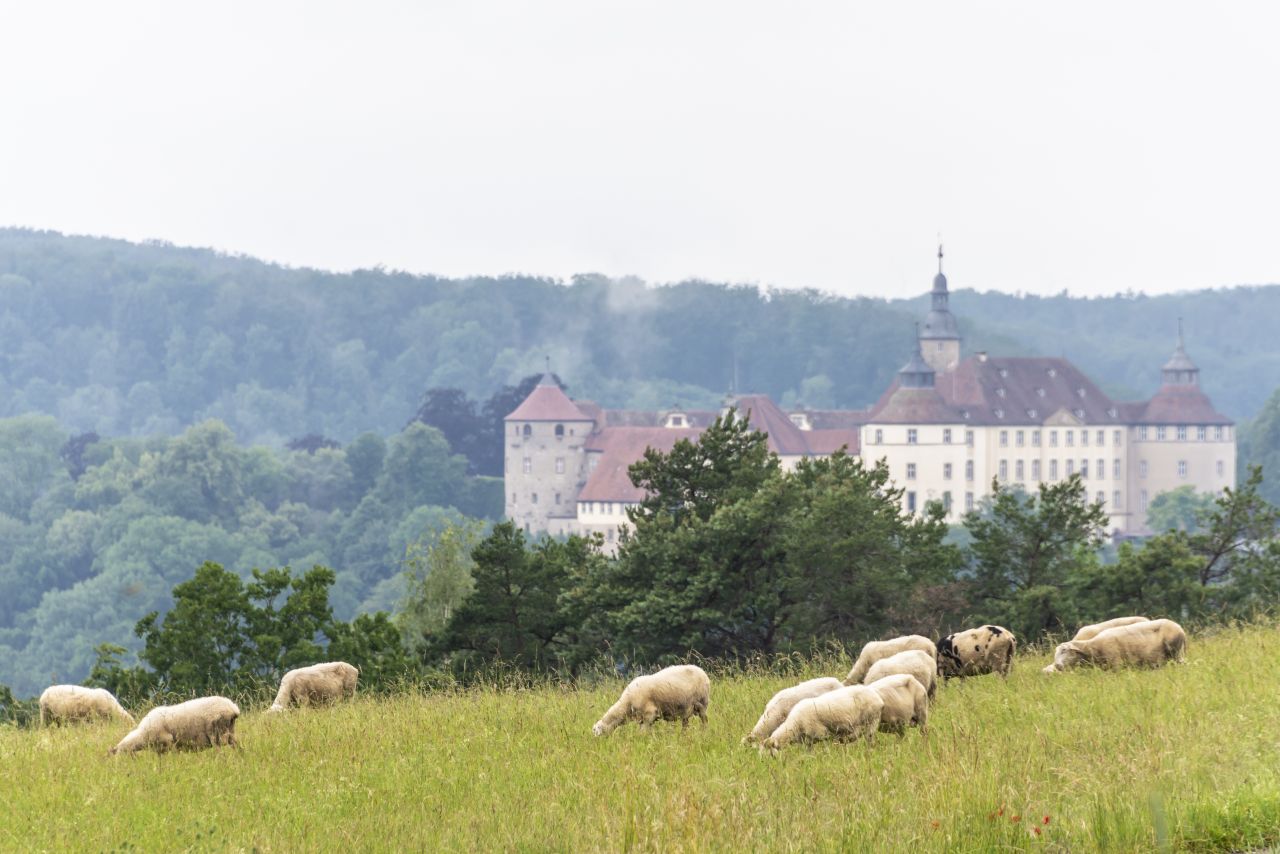 Schafe weiden vor Schloss Langenburg