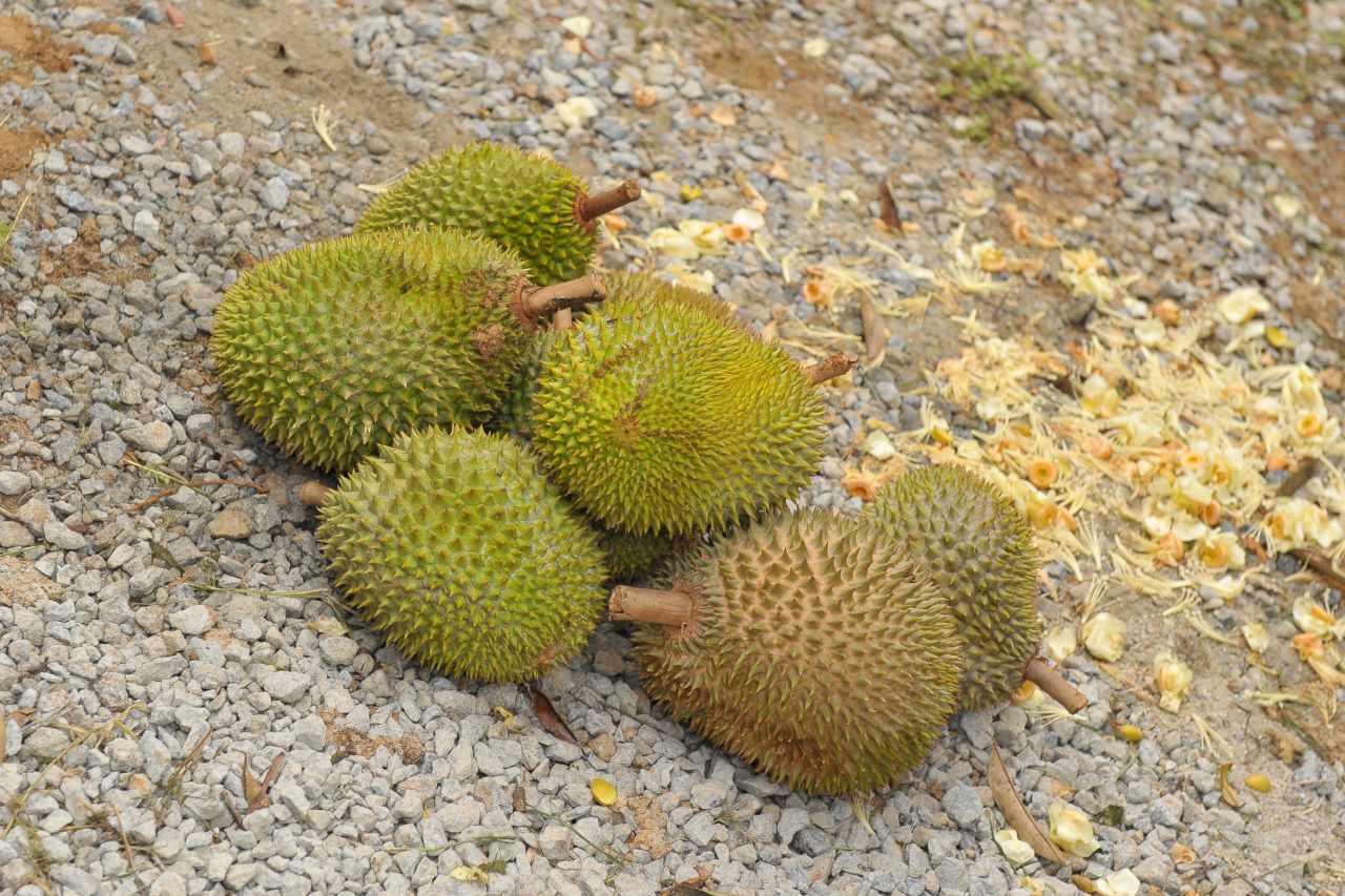 Durian Frucht Malaysia