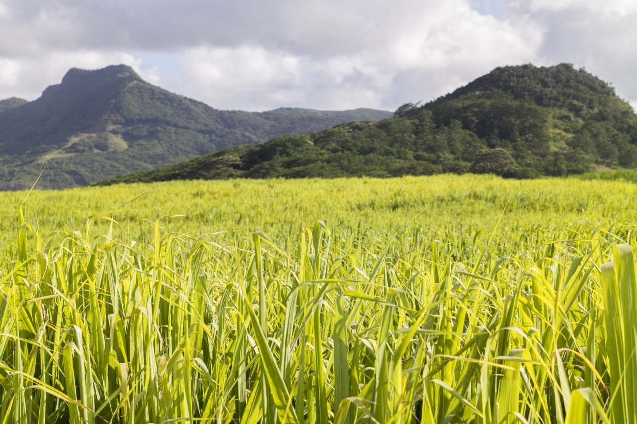 Zuckerrohrfeld auf Mauritius