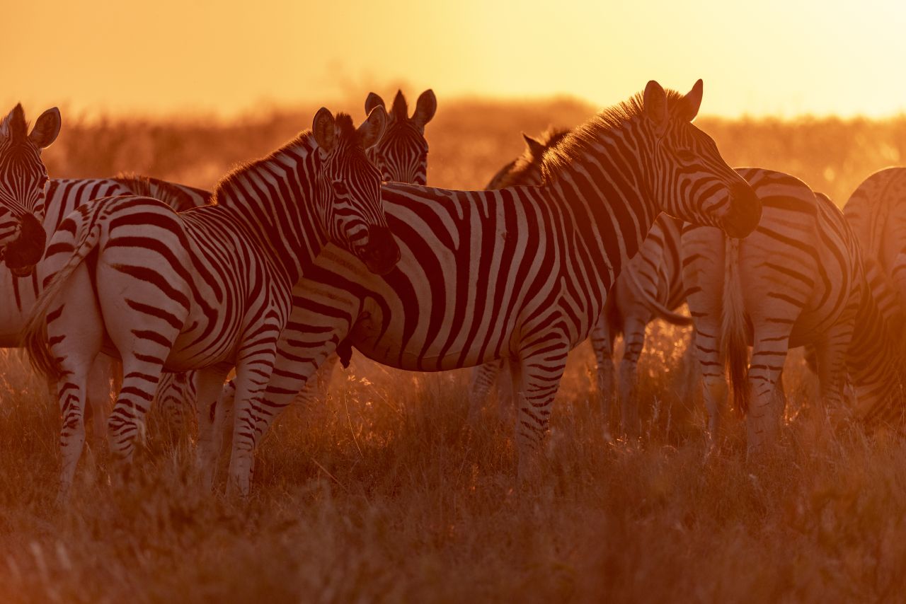 Zebrawanderung im Norden Botswanas