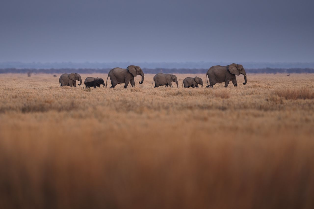 Elefantenherde Wilderness Mokete Botswana