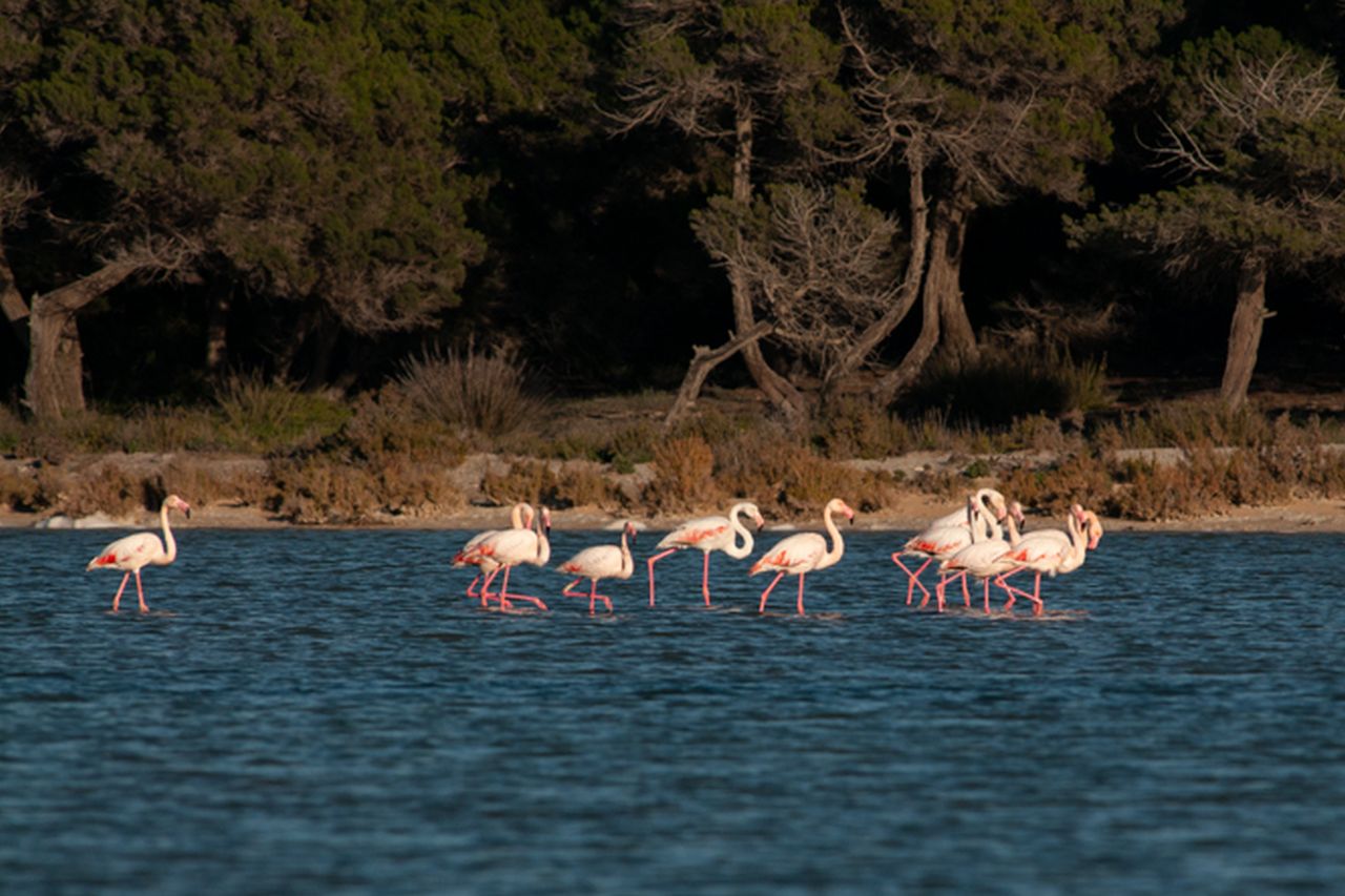 Estany des Peix Flamingos