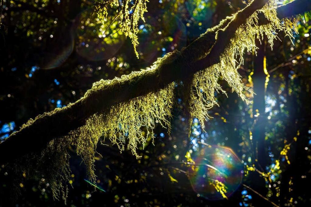 Moosbewachsener Baum Garajonay Nationalpark