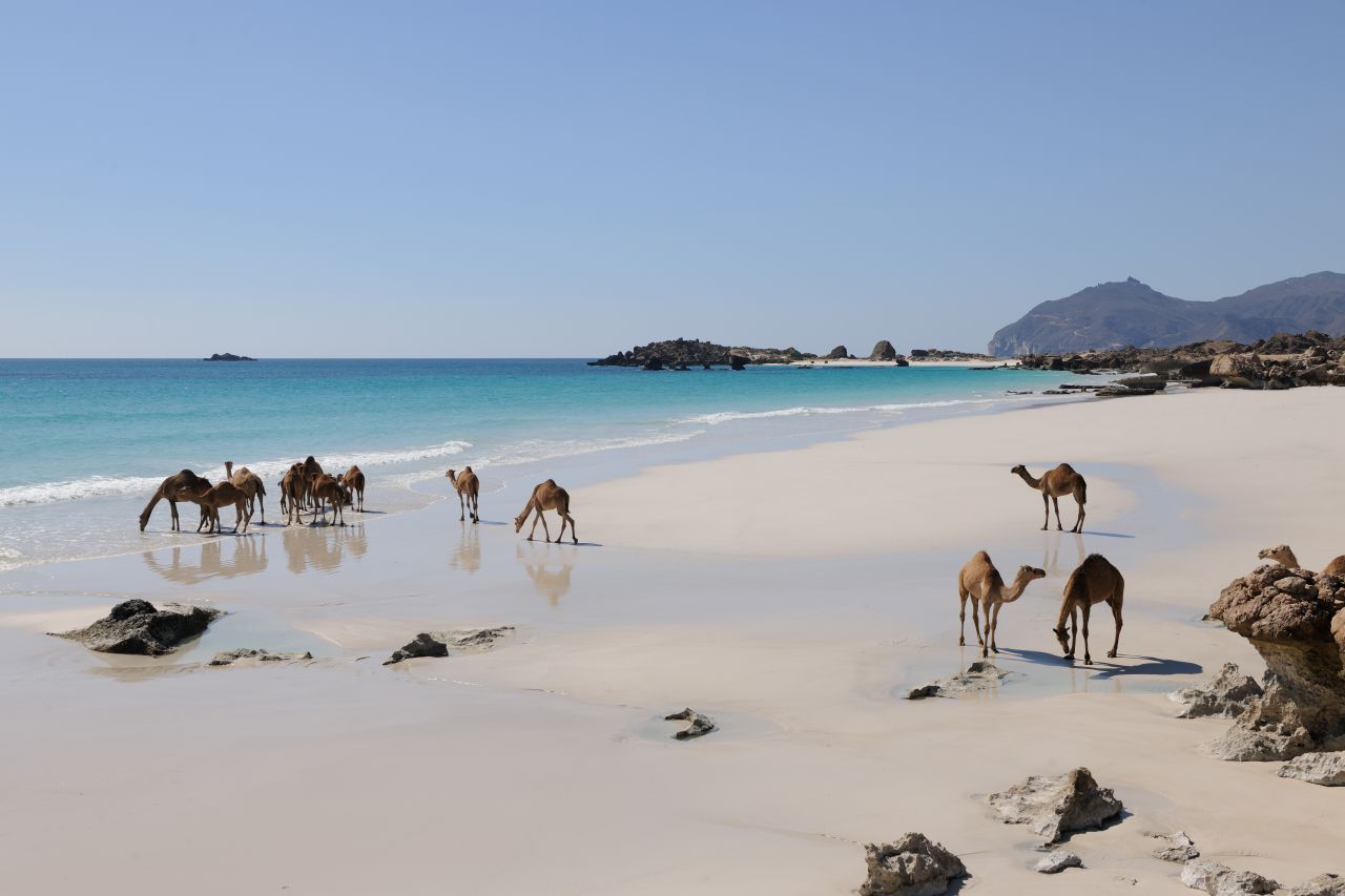 Dromedare am Strand in Dhofar