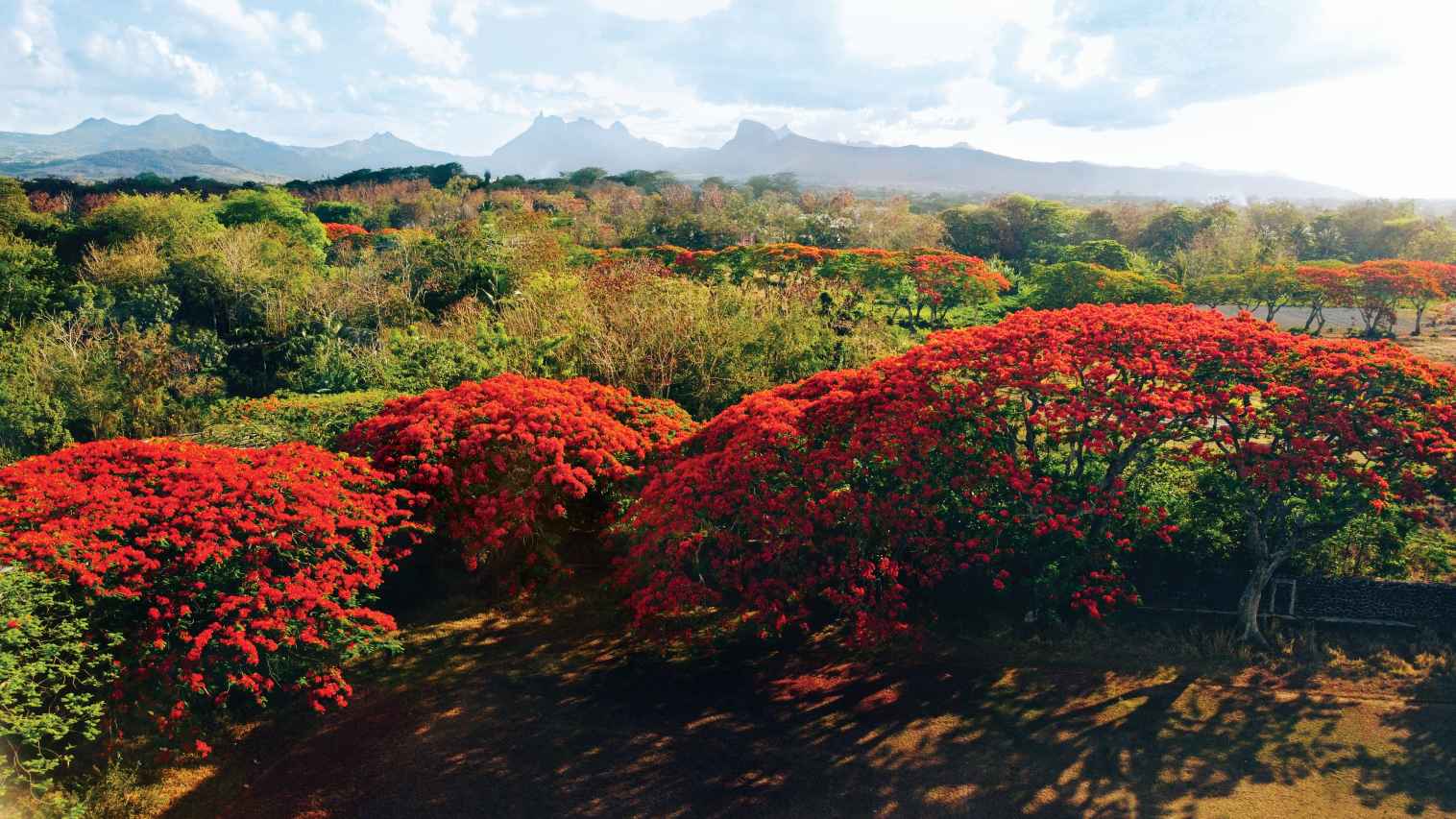 Flammenbaum in voller Blüte Mauritius