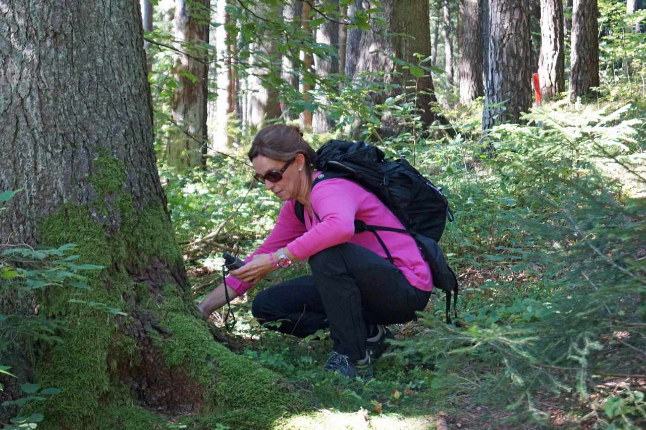 Geocaching Versteck Wald Hall-Wattens