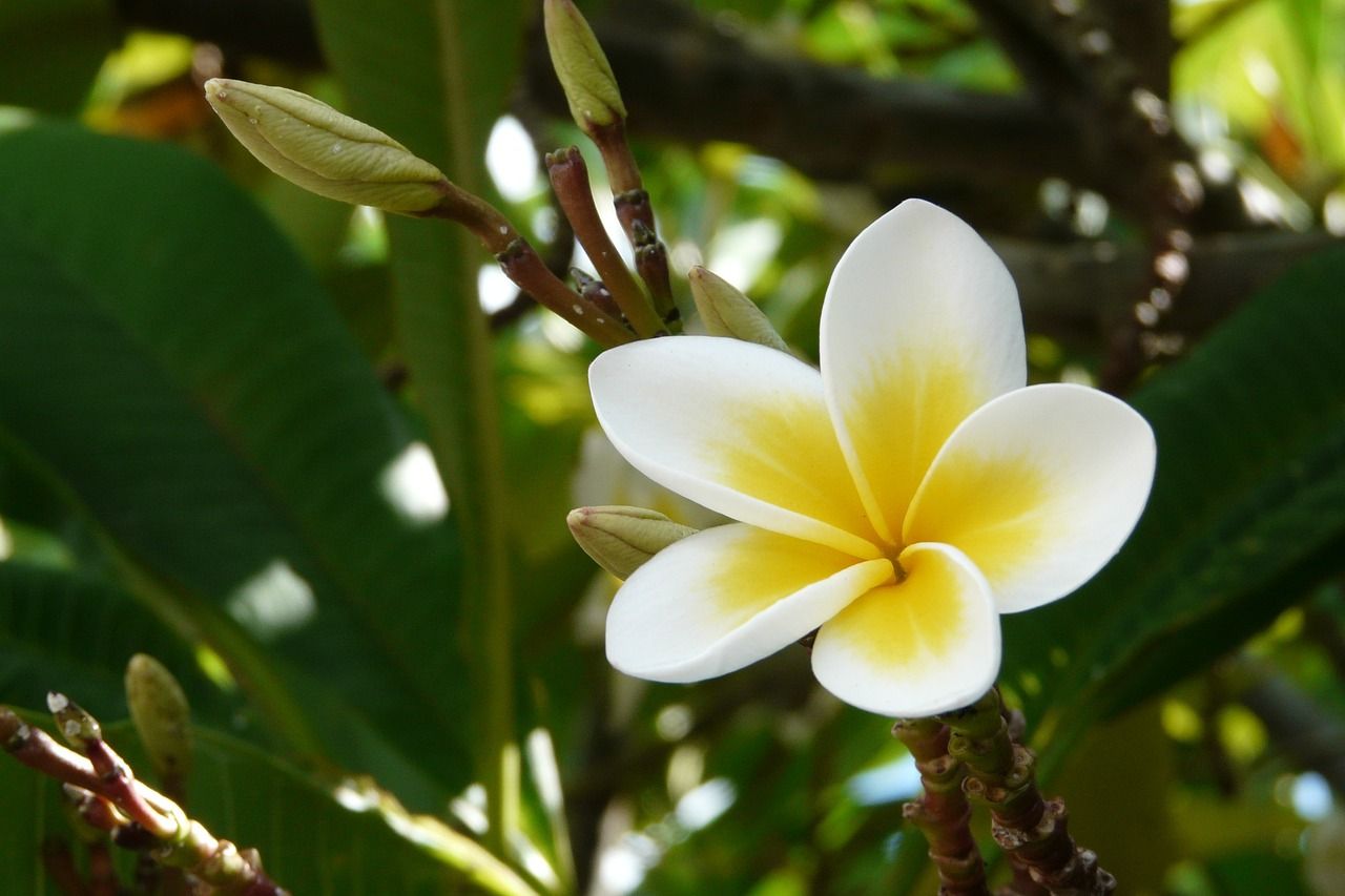 Frangipani Pflanze Mauritius