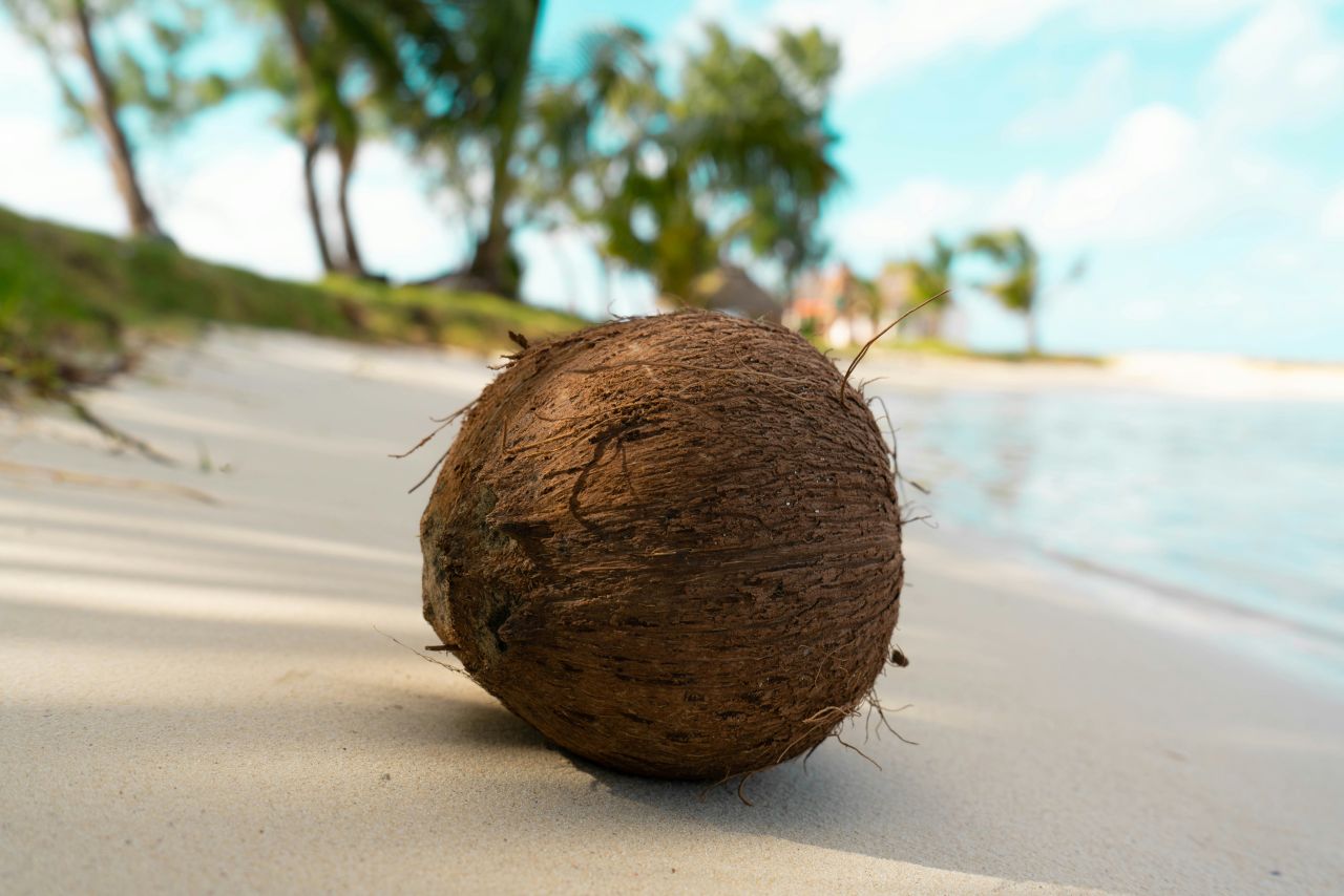 Kokusnuss am Strand von Mauritius