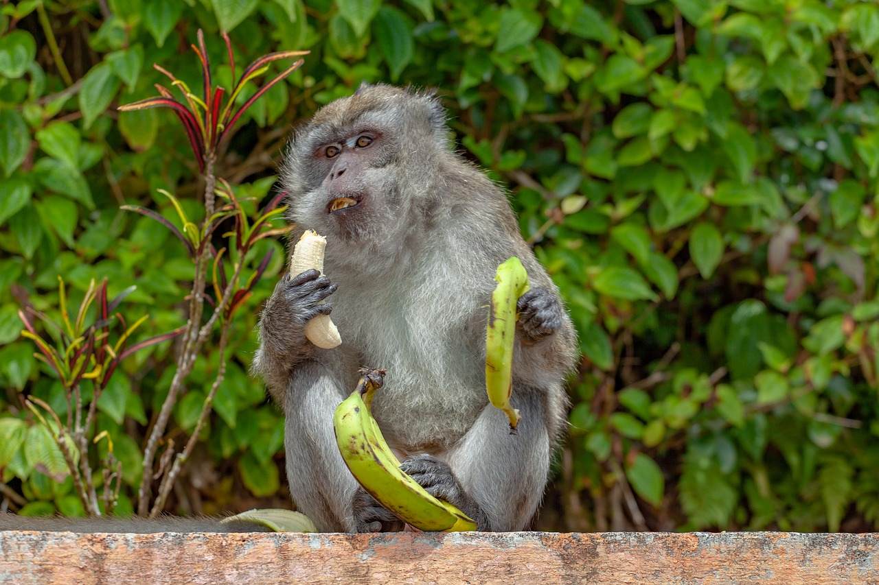 Langeschwanzmakake auf Mauritius