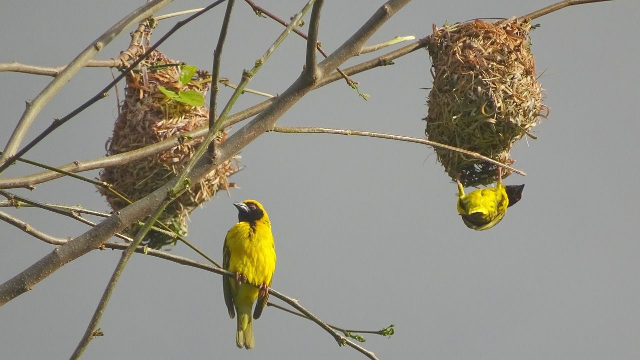 Webervögel auf Mauritius beim Nestbau