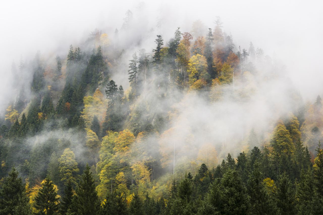 Nebelverhangener Waldhang in Oberstdorf