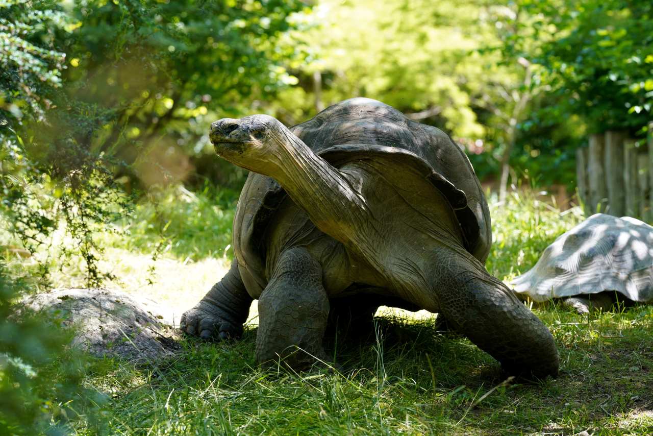 Landschildkröten Seychellen Kontrast Yellow Bellied Terrapin