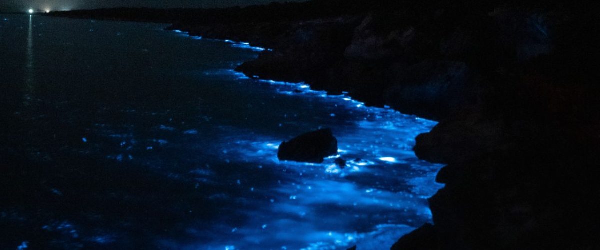 Biolumineszentes Algenschauspiel vor Port Lincoln