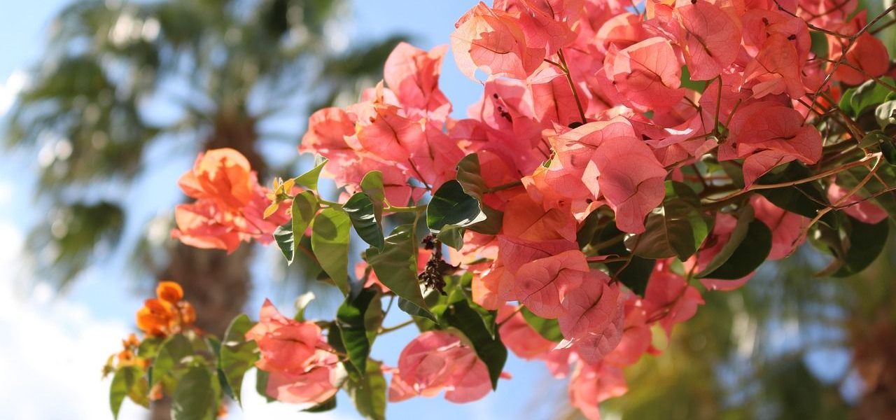 Bougainvillea mit rosa Blüten auf Mallorca