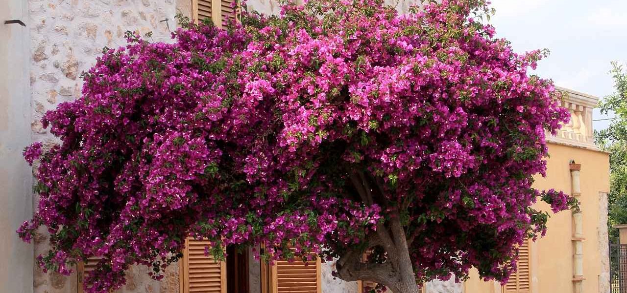 Bougainvillea vor Steinhaus auf Mallorca