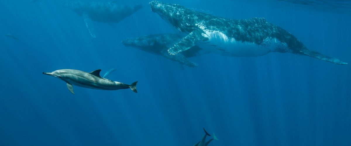 Delphine und Buckelwale vor La Réunion