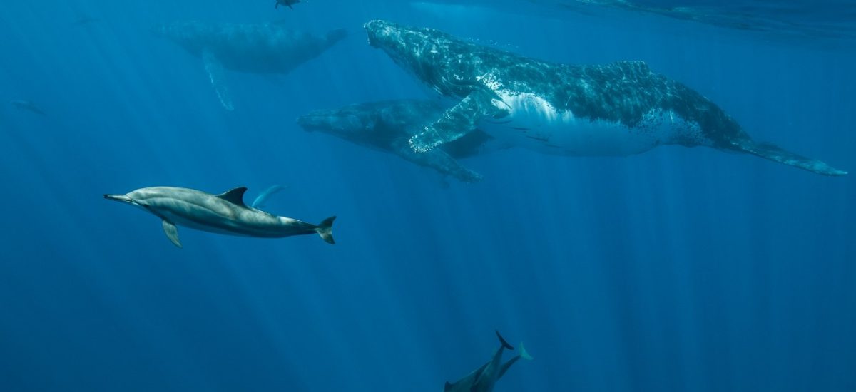 Delphine und Buckelwale vor La Réunion