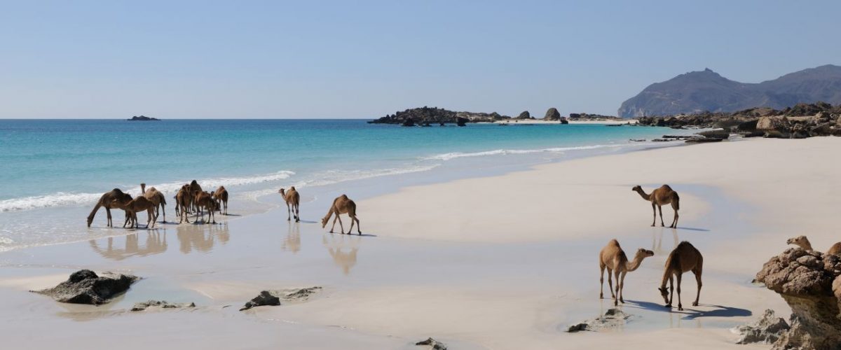 Dromedare am Strand in Dhofar