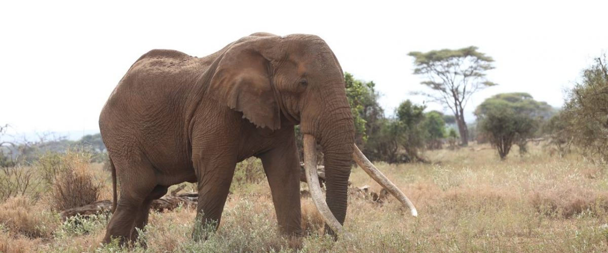 Elefantenbulle Craig Amboseli Nationalpark