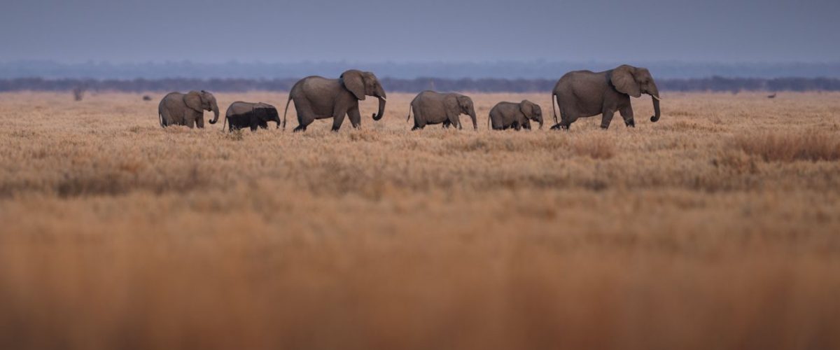 Elefantenherde Wilderness Mokete Botswana