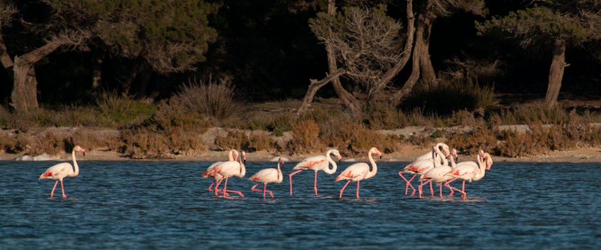 Estany des Peix Flamingos