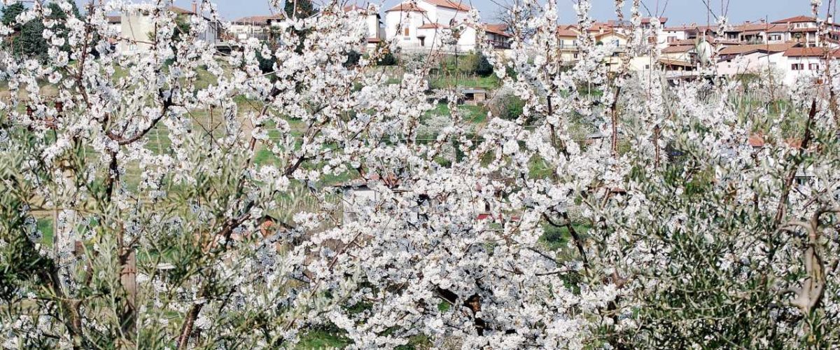 Farbenpracht der Kirschblüten im Collio