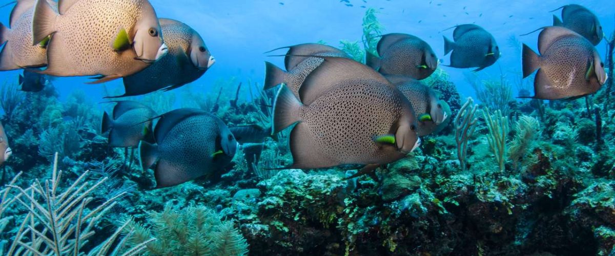 Fischschwarm im Belize Barrier Reef