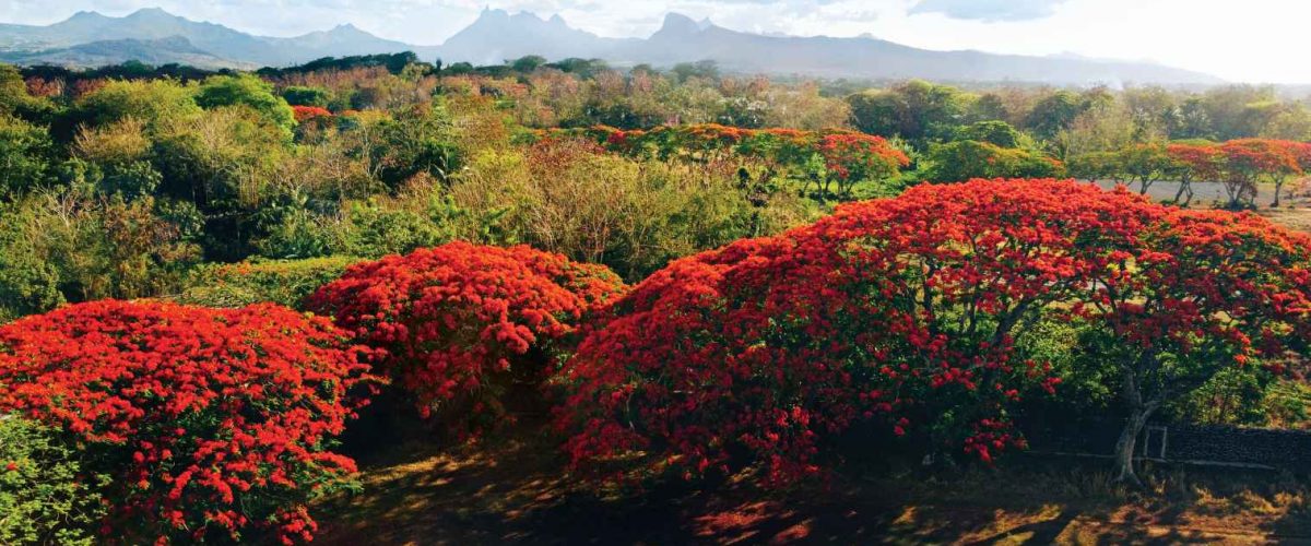 Flammenbaum in voller Blüte Mauritius