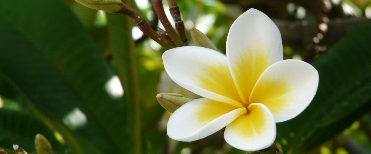 Frangipani Pflanze Mauritius