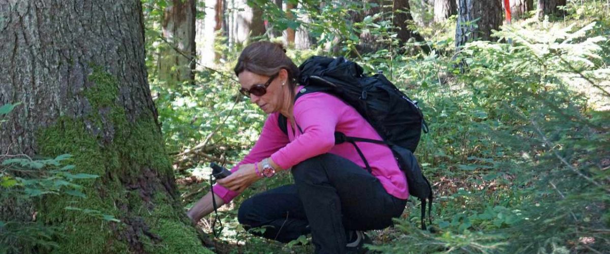 Geocaching Versteck Wald Hall-Wattens