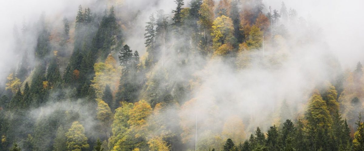 Nebelverhangener Waldhang in Oberstdorf