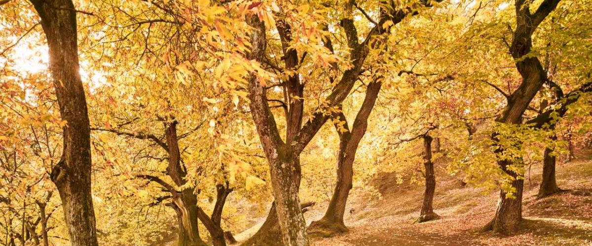 Kastanienwald bei Castione im Herbst