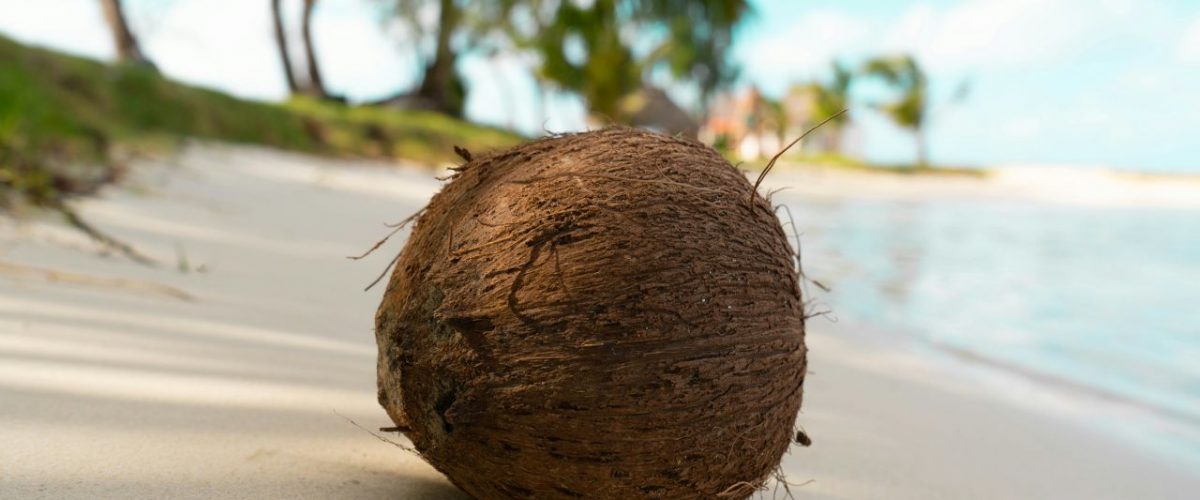 Kokusnuss am Strand von Mauritius