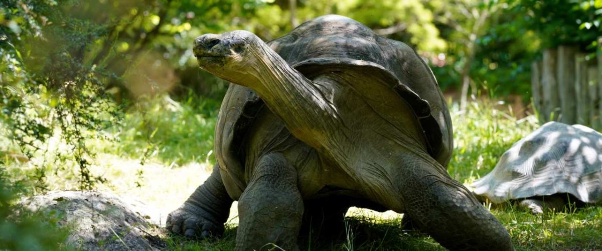 Landschildkröten Seychellen Kontrast Yellow Bellied Terrapin