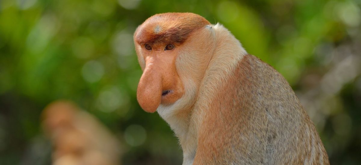 Nasenaffe auf Borneo