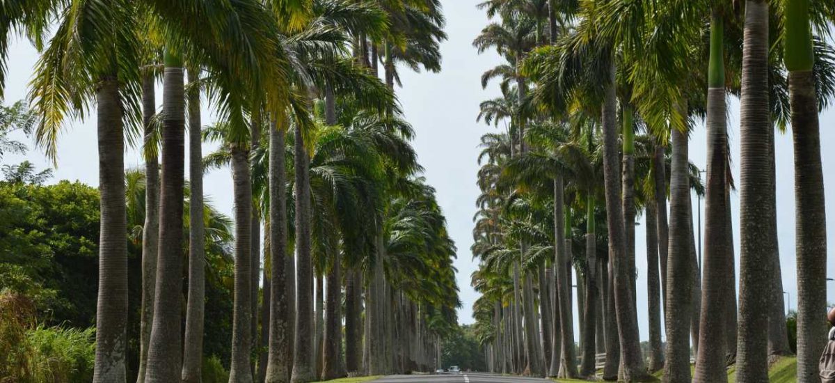 Palmenstraße auf Guadeloupe