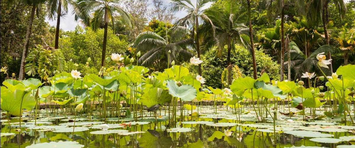 Pamplemousses Garden Mauritius