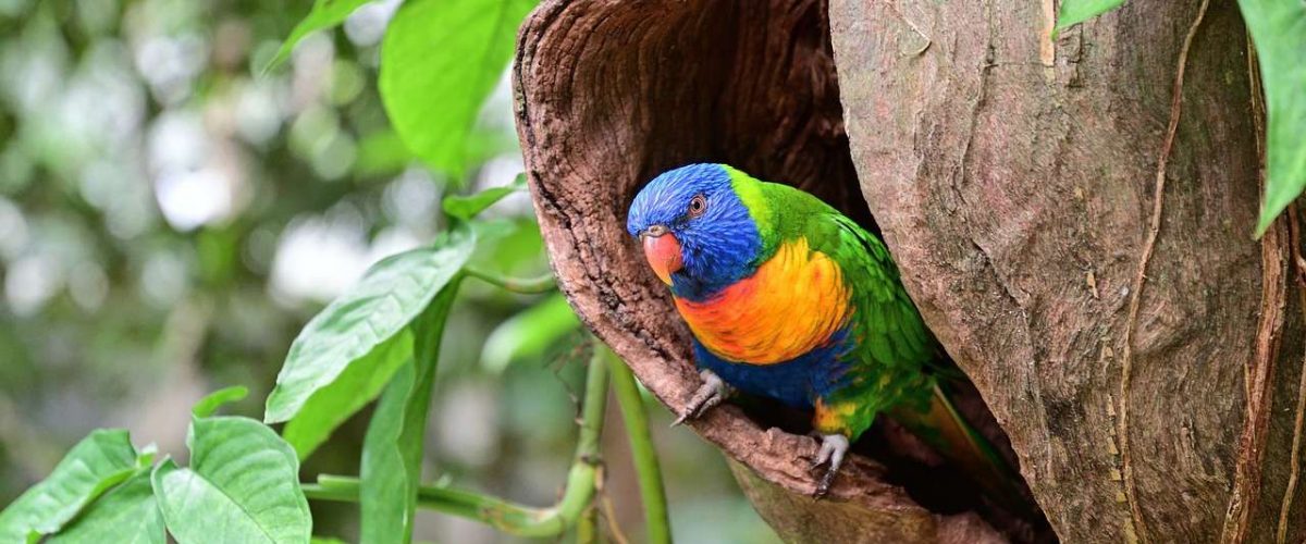 Papagei Daintree Nationalpark
