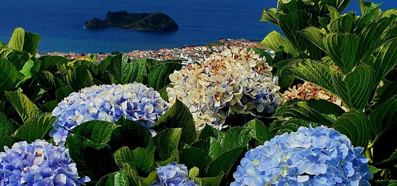 Ponta Delgada Blüten Meerblick